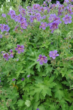 Geranium × magnificum Kungsnäva 5-10 i kruka P9 Geranium × magnificum