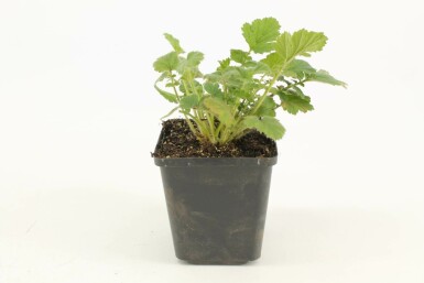 Geum chiloense 'Lady Stratheden' Nejlikrotsläktet 5-10 i kruka P9 Geum chiloense 'Lady Stratheden'