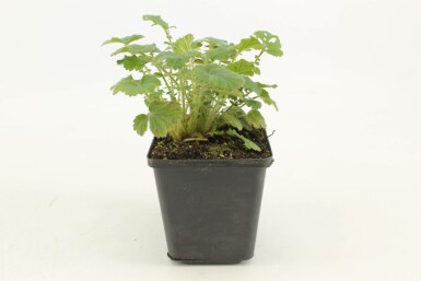 Geum chiloense 'Mrs Bradshaw' Nejlikrotsläktet 5-10 i kruka P9 Geum chiloense 'Mrs Bradshaw'