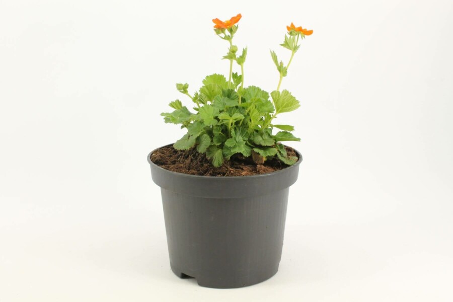 Geum coccineum 'Borisii' Röd nejlikrot 10-15 i kruka C2 Geum coccineum 'Borisii'