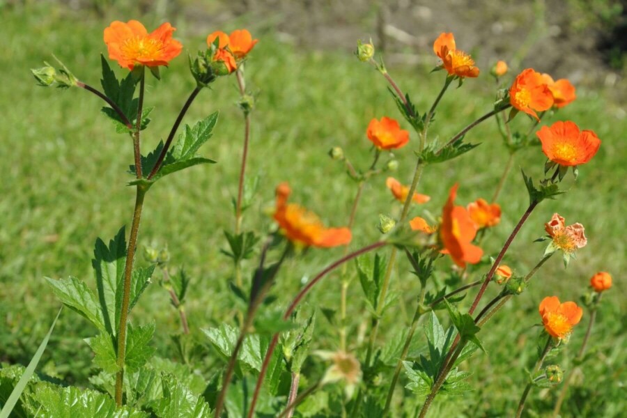 Geum coccineum 'Borisii' Röd nejlikrot 10-15 i kruka C2 Geum coccineum 'Borisii'