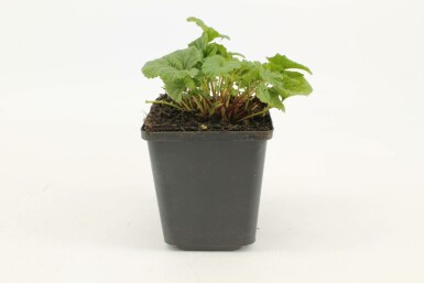 Geum coccineum 'Borisii' Röd nejlikrot 5-10 i kruka P9 Geum coccineum 'Borisii'