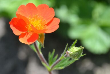 Geum coccineum 'Borisii' Röd nejlikrot 5-10 i kruka P9 Geum coccineum 'Borisii'