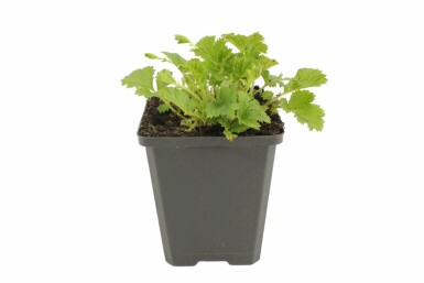 Geum rivale 'Leonard's Variety' Humleblomster 5-10 i kruka P9 Geum rivale 'Leonard's Variety'