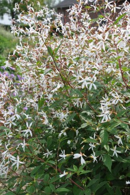 Gillenia trifoliata Gillenia 5-10 i kruka P9 Gillenia trifoliata