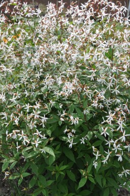 Gillenia trifoliata Gillenia 5-10 i kruka P9 Gillenia trifoliata