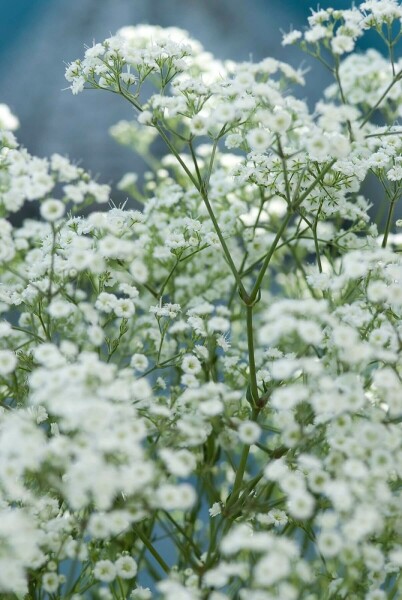 Gypsophila paniculata 'Schneeflocke' Brudslöja 5-10 i kruka P9 Gypsophila paniculata 'Schneeflocke'