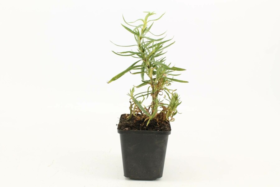 Gypsophila paniculata 'Schneeflocke' Brudslöja 5-10 i kruka P9 Gypsophila paniculata 'Schneeflocke'