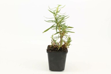 Gypsophila paniculata 'Schneeflocke' Brudslöja 5-10 i kruka P9 Gypsophila paniculata 'Schneeflocke'