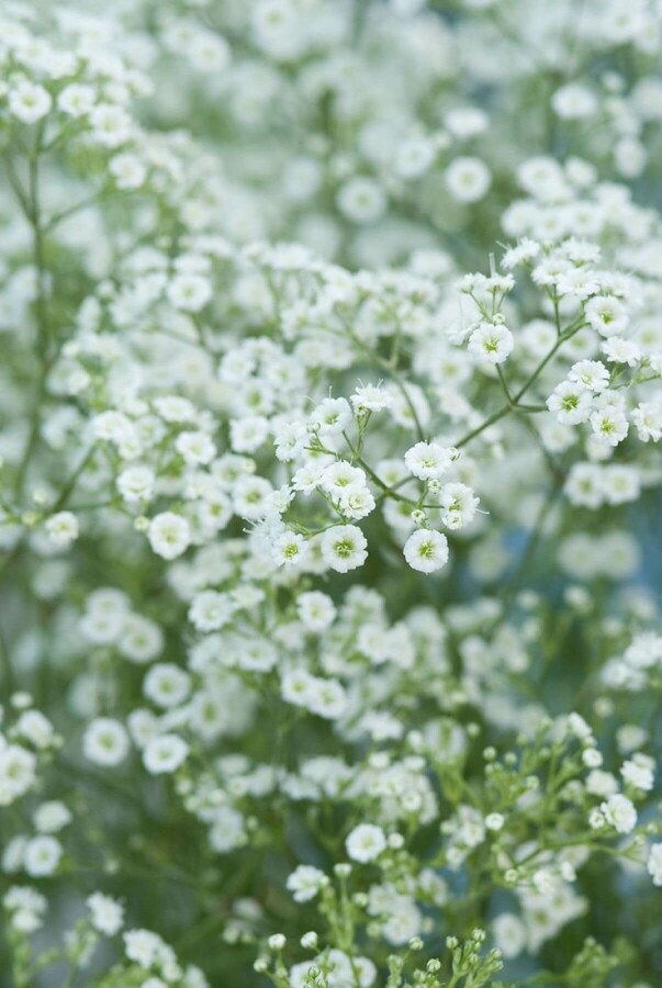 Gypsophila paniculata 'Schneeflocke' Brudslöja 5-10 i kruka P9 Gypsophila paniculata 'Schneeflocke'