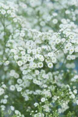 Gypsophila paniculata 'Schneeflocke' Brudslöja 5-10 i kruka P9 Gypsophila paniculata 'Schneeflocke'