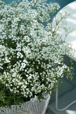 Gypsophila paniculata 'Schneeflocke' Brudslöja 5-10 i kruka P9 Gypsophila paniculata 'Schneeflocke'