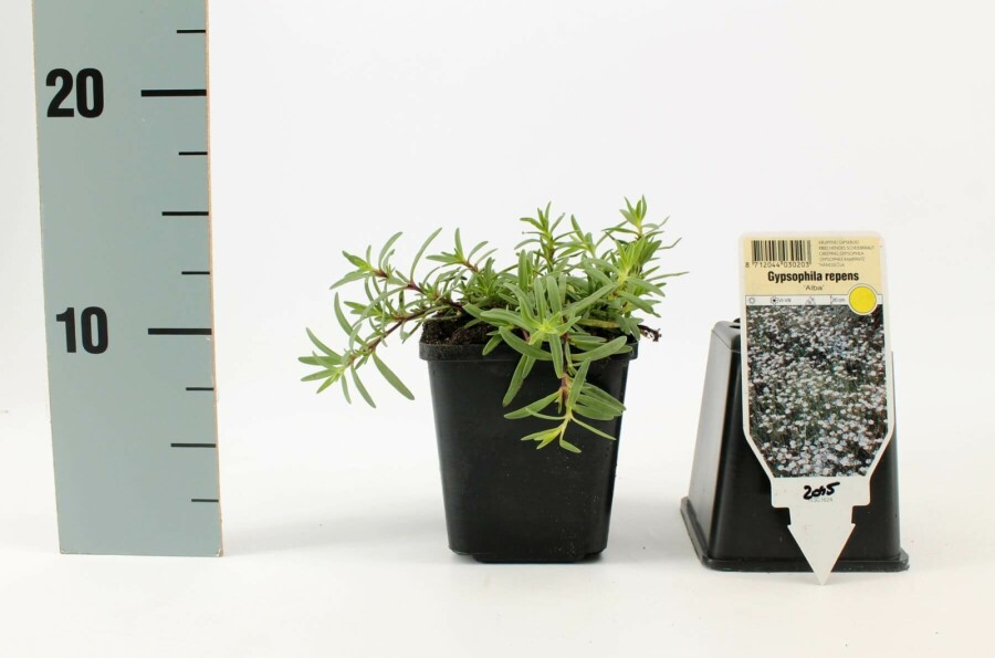 Gypsophila repens 'Alba' Hängslöja 5-10 i kruka P9 Gypsophila repens 'Alba'