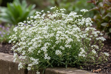 Gypsophila repens 'Alba' Hängslöja 5-10 i kruka P9 Gypsophila repens 'Alba'