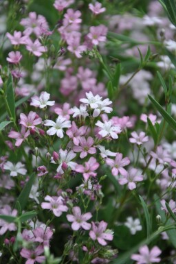 Gypsophila repens 'Rosea' Hängslöja 5-10 i kruka P9 Gypsophila repens 'Rosea'