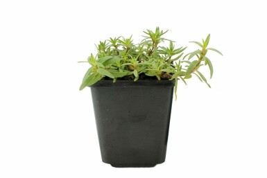 Gypsophila repens 'Rosea' Hängslöja 5-10 i kruka P9 Gypsophila repens 'Rosea'