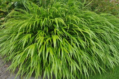 Hakonechloa macra Hakonegräs 10-15 i kruka C2 Hakonechloa macra