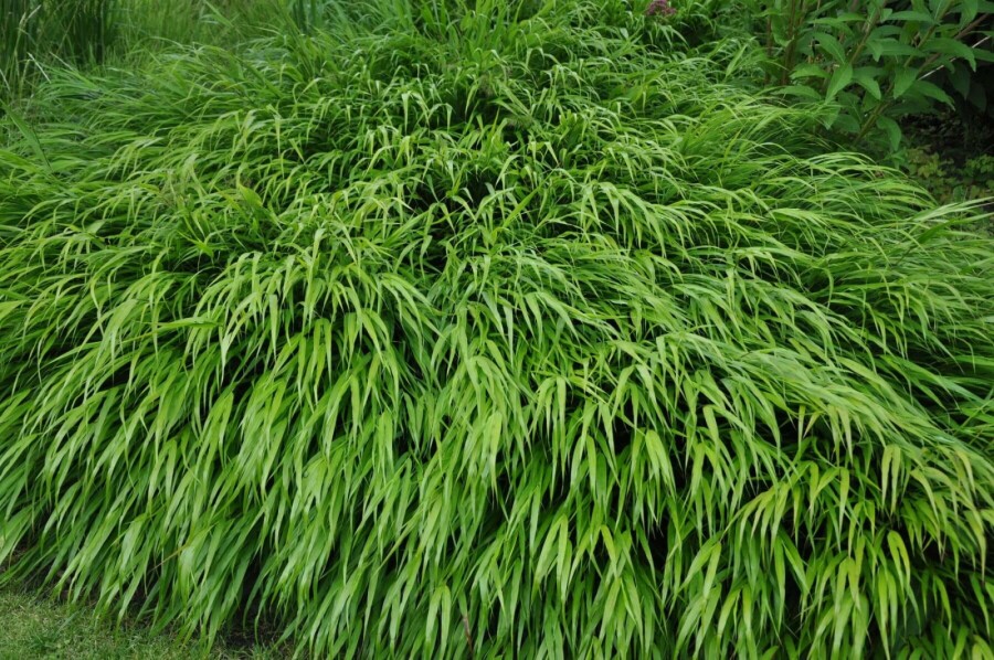 Hakonechloa macra Hakonegräs 5-10 i kruka P9 Hakonechloa macra
