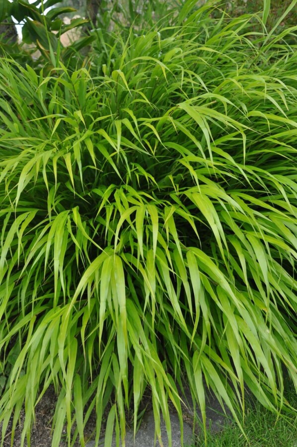 Hakonechloa macra Hakonegräs 5-10 i kruka P9 Hakonechloa macra