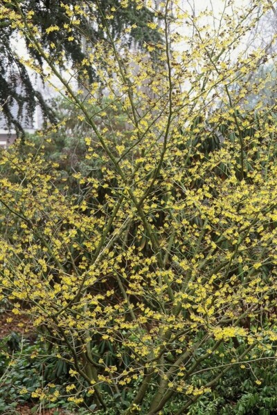 Hamamelis × intermedia 'Arnold Promise' C12 80-100
