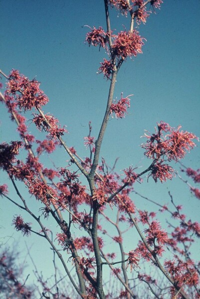 Hamamelis × intermedia 'Jelena' C2 40-50