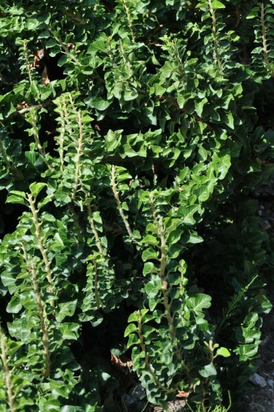 Hedera helix 'Erecta' C3 30-40