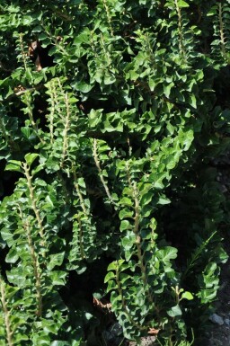 Hedera helix 'Erecta' C3 30-40