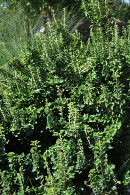 Hedera helix 'Erecta' C3 30-40