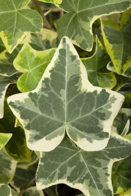 Hedera helix 'Glacier' Murgröna 5-10 i kruka P9 Hedera helix 'Glacier'