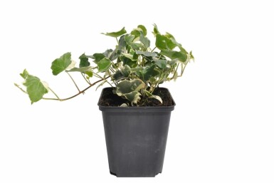 Hedera helix 'Glacier' Murgröna 5-10 i kruka P9 Hedera helix 'Glacier'