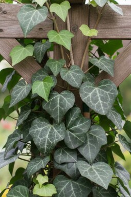 Hedera helix 'Plattensee' Murgröna 5-10 i kruka P9 Hedera helix 'Plattensee'