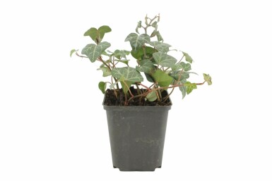 Hedera helix 'Plattensee' Murgröna 5-10 i kruka P9 Hedera helix 'Plattensee'