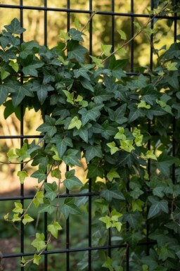 Hedera helix 'Shamrock' Murgröna 5-10 i kruka P9 Hedera helix 'Shamrock'