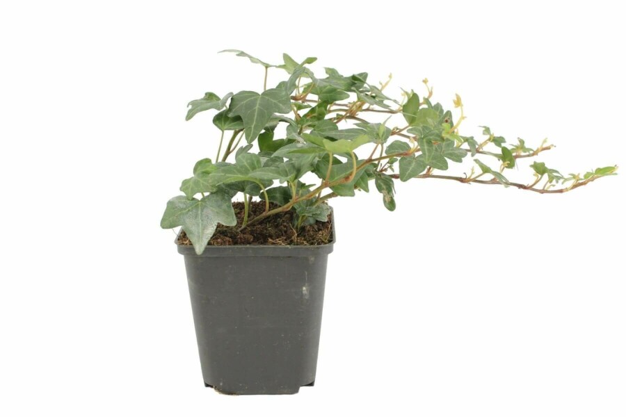 Hedera helix 'Shamrock' Murgröna 5-10 i kruka P9 Hedera helix 'Shamrock'