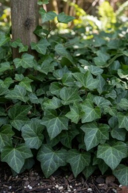 Hedera helix 'Woerner' Murgröna 5-10 i kruka P9 Hedera helix 'Woerner'