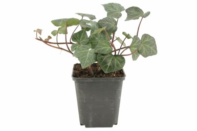 Hedera helix 'Woerner' Murgröna 5-10 i kruka P9 Hedera helix 'Woerner'