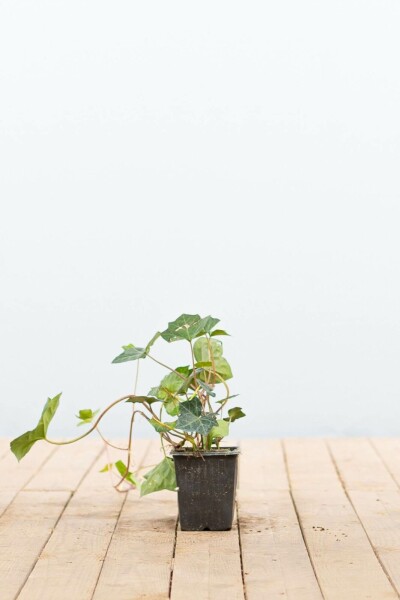 Hedera hibernica P9 5-10 cm