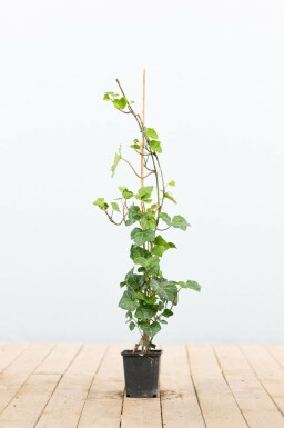 Hedera hibernica Storbladig murgröna 40-60 i kruka P9(GESTOKT) Hedera hibernica P9 40-60 cm