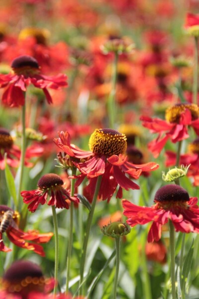 Helenium 'Moerheim Beauty' Solbrudar 10-15 i kruka C2 Helenium 'Moerheim Beauty'
