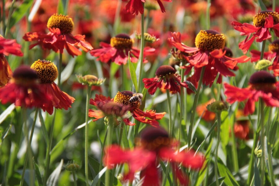 Helenium 'Moerheim Beauty' Solbrudar 10-15 i kruka C2 Helenium 'Moerheim Beauty'