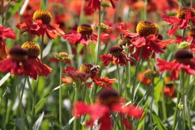 Helenium 'Moerheim Beauty' Solbrudar 10-15 i kruka C2 Helenium 'Moerheim Beauty'