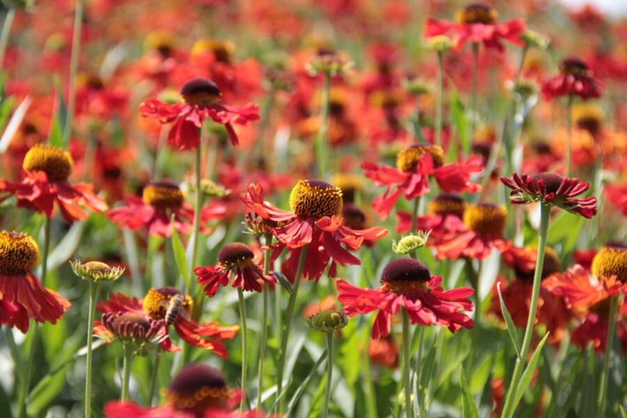 Helenium 'Moerheim Beauty' Solbrudar 10-15 i kruka C2 Helenium 'Moerheim Beauty'