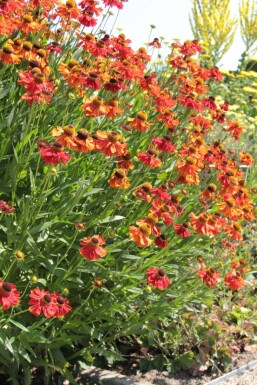 Helenium 'Moerheim Beauty' Solbrudar 10-15 i kruka C2 Helenium 'Moerheim Beauty'