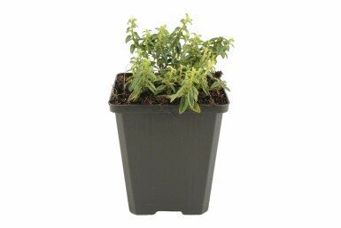 Helianthemum 'Golden Queen' Solvändor 5-10 i kruka P9 Helianthemum 'Golden Queen'