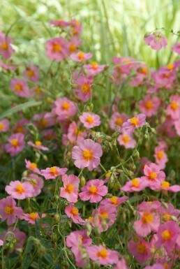 Helianthemum 'Lawrenson's Pink' Solvändor 5-10 i kruka P9 Helianthemum 'Lawrenson's Pink'