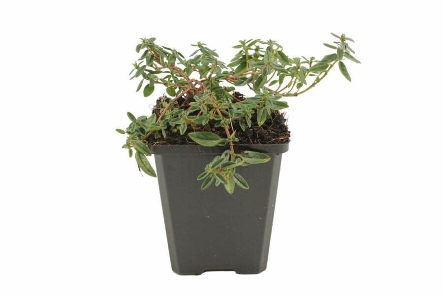 Helianthemum 'Lawrenson's Pink' Solvändor 5-10 i kruka P9 Helianthemum 'Lawrenson's Pink'