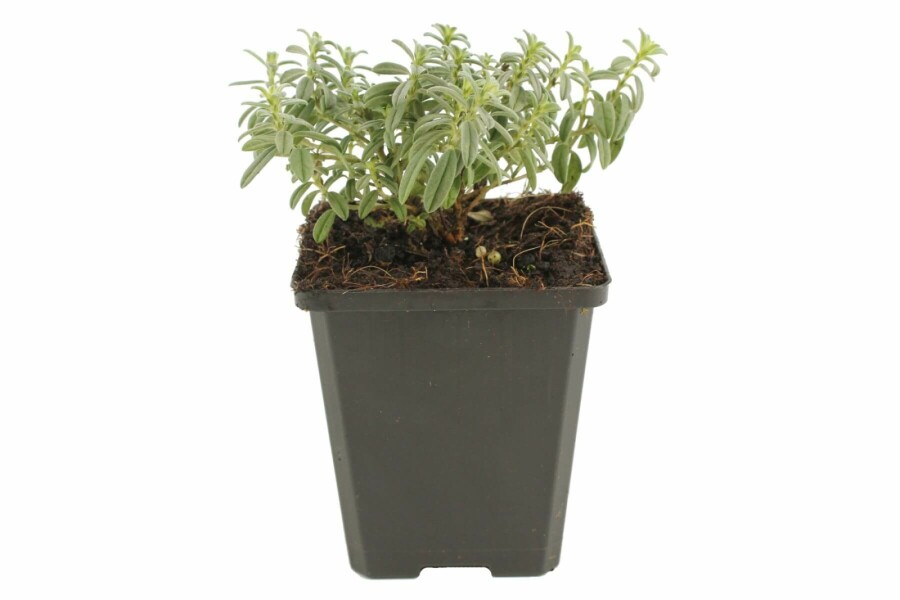 Helianthemum 'The Bride' Solvändor 5-10 i kruka P9 Helianthemum 'The Bride'