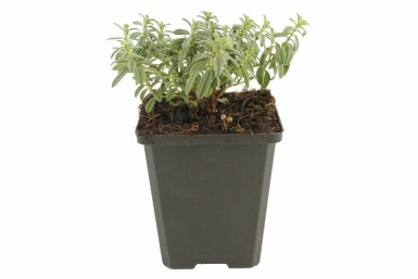 Helianthemum 'The Bride' Solvändor 5-10 i kruka P9 Helianthemum 'The Bride'