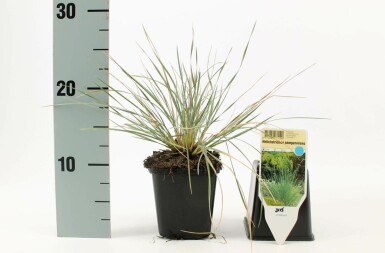 Helictotrichon sempervirens Silverhavre 5-10 i kruka P9 Helictotrichon sempervirens