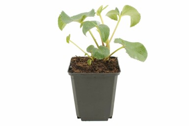 Helleborus argutifolius Stamjulros 5-10 i kruka P9 Helleborus argutifolius